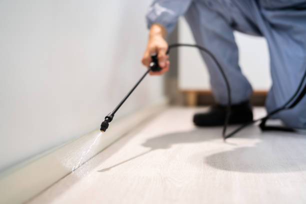 Licensed Wasp Removal service in Gerald, MO - Show Me Pest Control